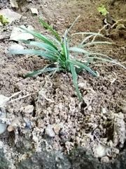 Ophiopogon