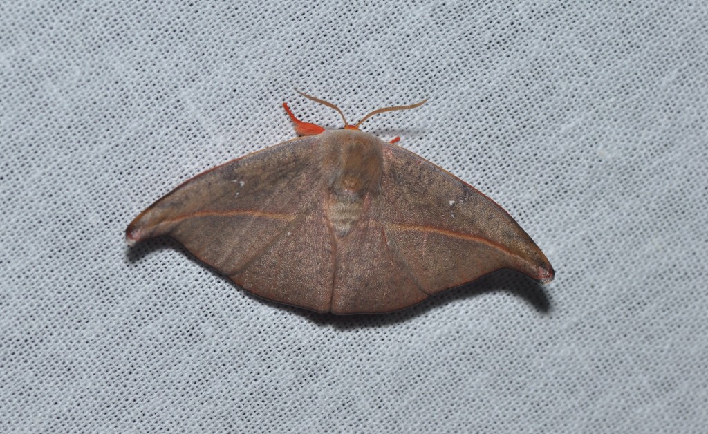 Oreta bicolor (Oreta bicolor)