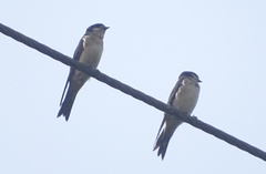 Petrochelidon preussi