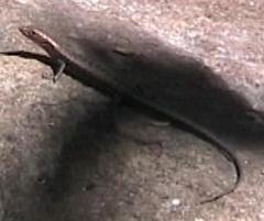 Lampropholis mirabilis