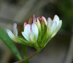 Trifolium breweri