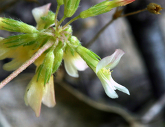 Trifolium breweri