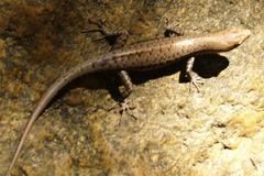 Lampropholis mirabilis