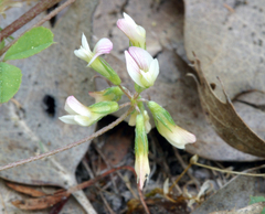 Trifolium breweri