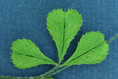 Trifolium breweri