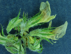 Trifolium breweri