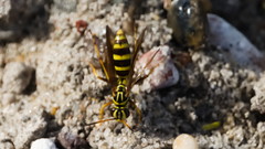 Poecilopompilus mixtus