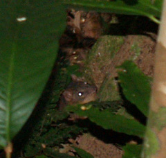 Antechinus flavipes