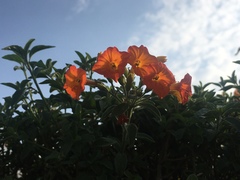 Streptosolen