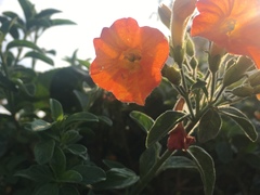 Streptosolen
