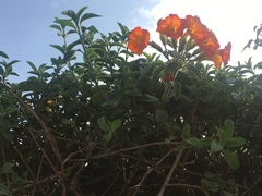 Streptosolen