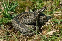 Vipera berus berus