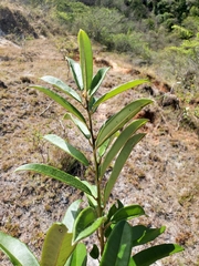 Diospyros vescoi