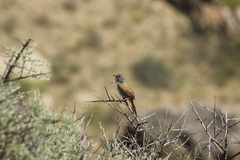 Pseudasthenes steinbachi