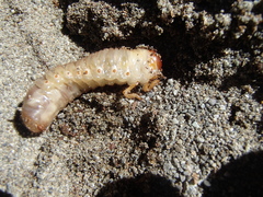 Pericoptus truncatus