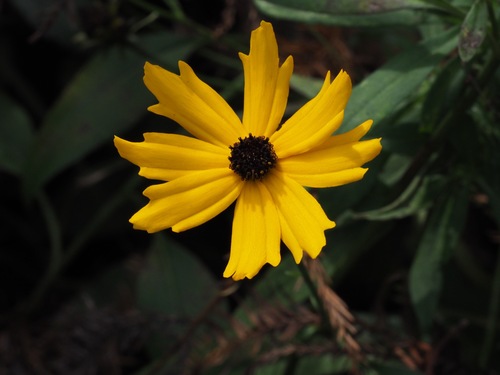 swamp tickseed (Coreopsis palustris)
