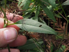 Coreopsis palustris