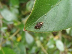 Chinamiris indeclivis