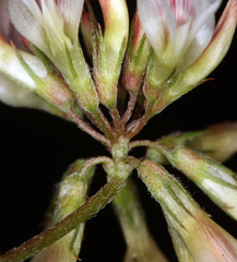 Trifolium breweri