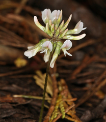 Trifolium breweri
