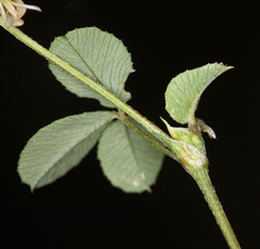 Trifolium breweri