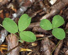 Trifolium breweri