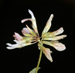 Trifolium breweri