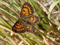 Lycaena salustius
