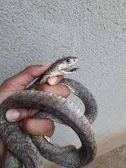 Naja annulifera