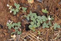 Trifolium breweri
