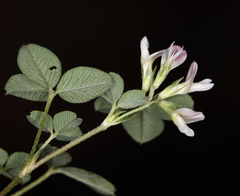 Trifolium breweri