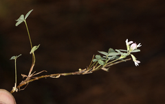 Trifolium breweri