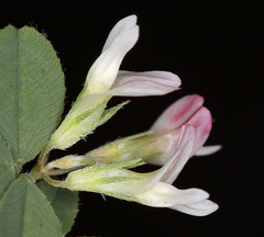 Trifolium breweri