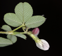Trifolium breweri