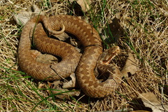 Vipera berus berus