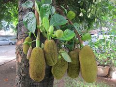 Artocarpus heterophyllus