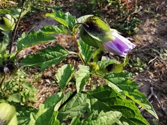 Nicandra physalodes
