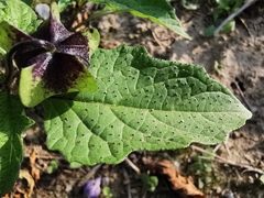 Nicandra physalodes