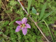 Lycium barbarum