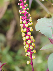 Phytolacca rivinoides