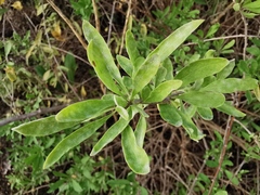 Lycium barbarum
