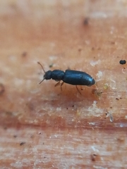 Monotoma longicollis