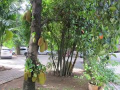 Artocarpus heterophyllus