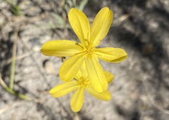 Moraea collina