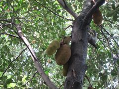 Artocarpus heterophyllus