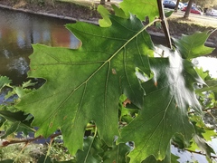 Quercus rubra