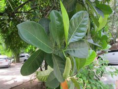 Artocarpus heterophyllus