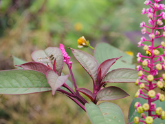 Phytolacca rivinoides