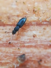 Monotoma longicollis