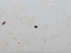 Sminthurinus minutus